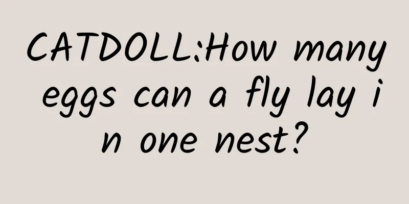 CATDOLL:How many eggs can a fly lay in one nest?