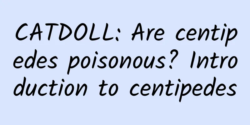 CATDOLL: Are centipedes poisonous? Introduction to centipedes