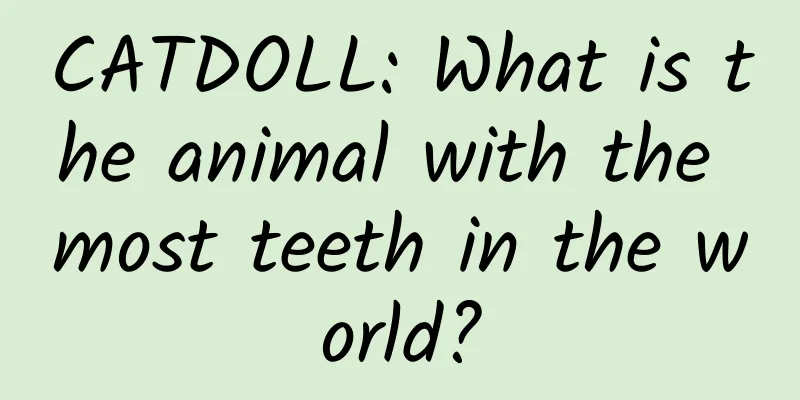 CATDOLL: What is the animal with the most teeth in the world?