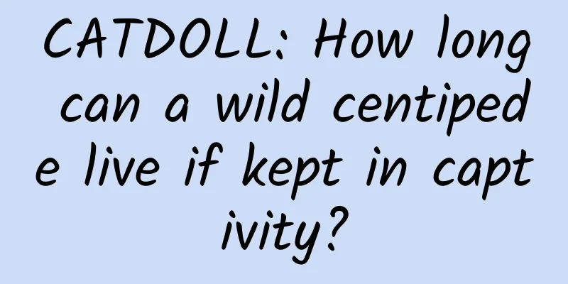 CATDOLL: How long can a wild centipede live if kept in captivity?