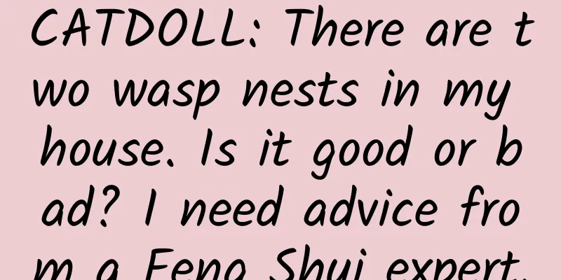 CATDOLL: There are two wasp nests in my house. Is it good or bad? I need advice from a Feng Shui expert.