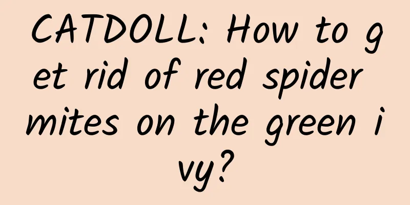 CATDOLL: How to get rid of red spider mites on the green ivy?