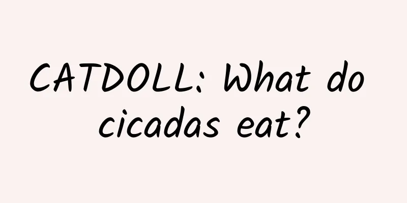 CATDOLL: What do cicadas eat?