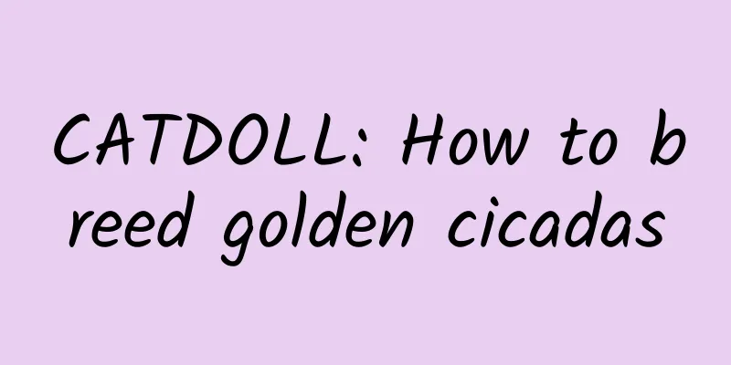 CATDOLL: How to breed golden cicadas