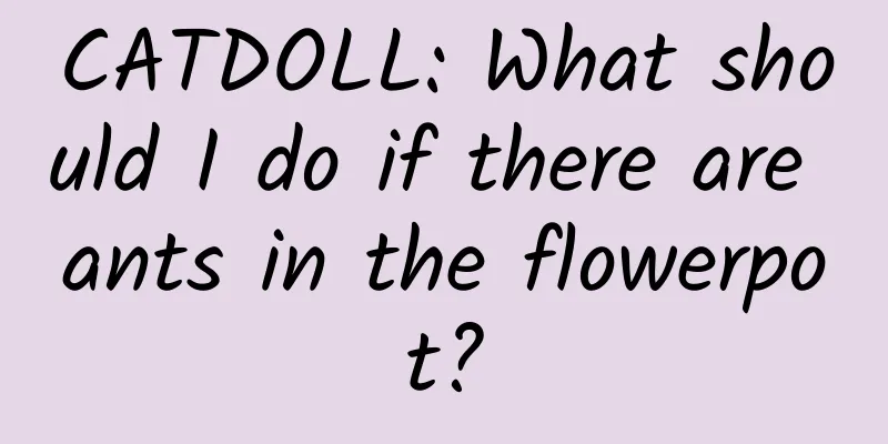 CATDOLL: What should I do if there are ants in the flowerpot?