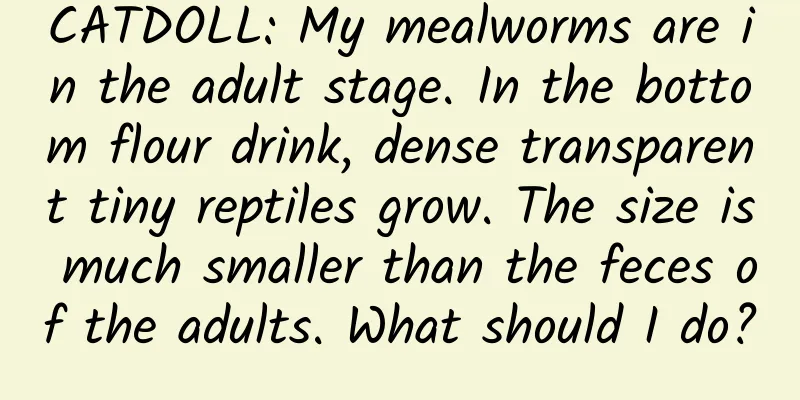 CATDOLL: My mealworms are in the adult stage. In the bottom flour drink, dense transparent tiny reptiles grow. The size is much smaller than the feces of the adults. What should I do?