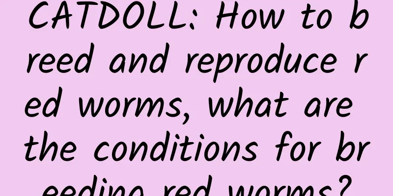 CATDOLL: How to breed and reproduce red worms, what are the conditions for breeding red worms?
