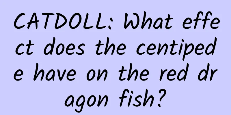 CATDOLL: What effect does the centipede have on the red dragon fish?