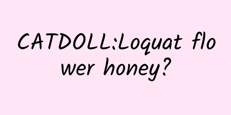 CATDOLL:Loquat flower honey?
