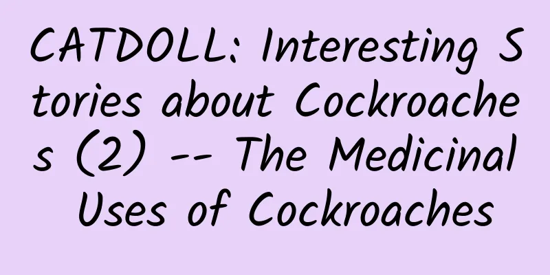 CATDOLL: Interesting Stories about Cockroaches (2) -- The Medicinal Uses of Cockroaches