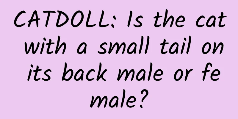 CATDOLL: Is the cat with a small tail on its back male or female?