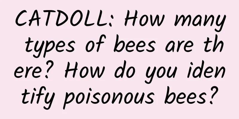 CATDOLL: How many types of bees are there? How do you identify poisonous bees?