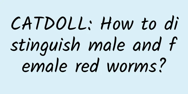 CATDOLL: How to distinguish male and female red worms?