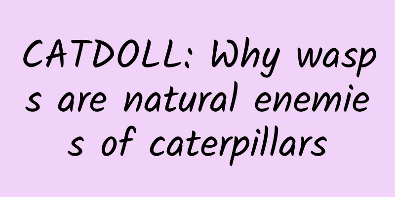 CATDOLL: Why wasps are natural enemies of caterpillars