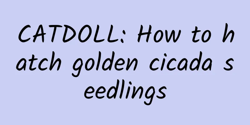 CATDOLL: How to hatch golden cicada seedlings