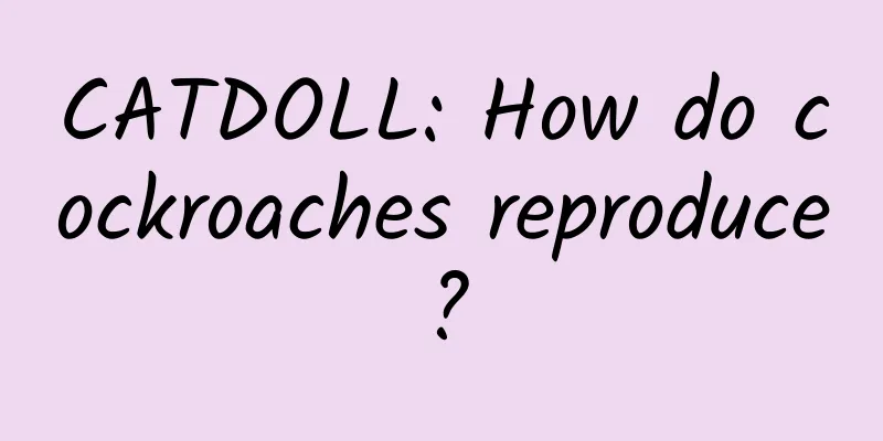 CATDOLL: How do cockroaches reproduce?