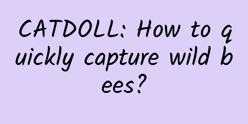 CATDOLL: How to quickly capture wild bees?