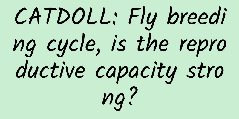 CATDOLL: Fly breeding cycle, is the reproductive capacity strong?