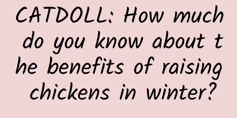 CATDOLL: How much do you know about the benefits of raising chickens in winter?