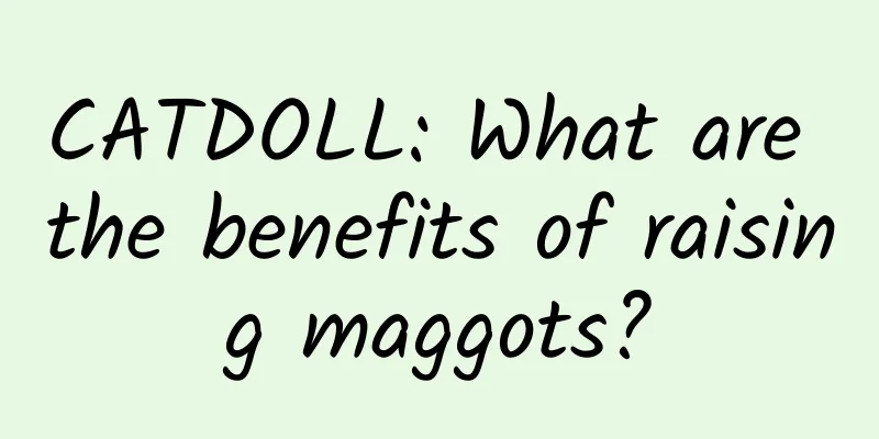CATDOLL: What are the benefits of raising maggots?