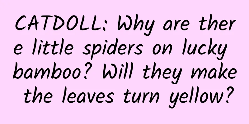 CATDOLL: Why are there little spiders on lucky bamboo? Will they make the leaves turn yellow?