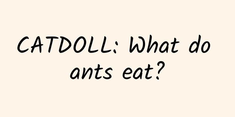 CATDOLL: What do ants eat?