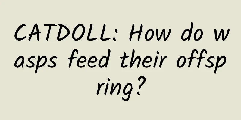 CATDOLL: How do wasps feed their offspring?