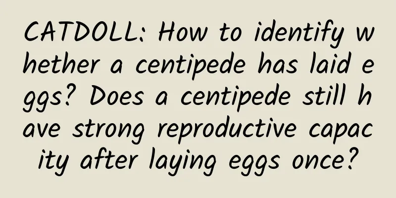 CATDOLL: How to identify whether a centipede has laid eggs? Does a centipede still have strong reproductive capacity after laying eggs once?