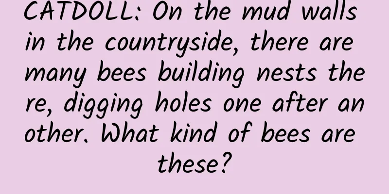 CATDOLL: On the mud walls in the countryside, there are many bees building nests there, digging holes one after another. What kind of bees are these?