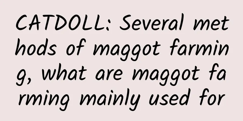 CATDOLL: Several methods of maggot farming, what are maggot farming mainly used for