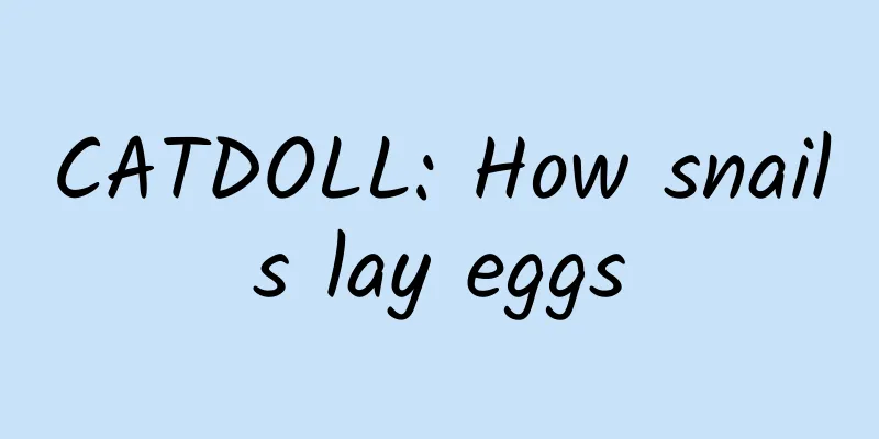 CATDOLL: How snails lay eggs