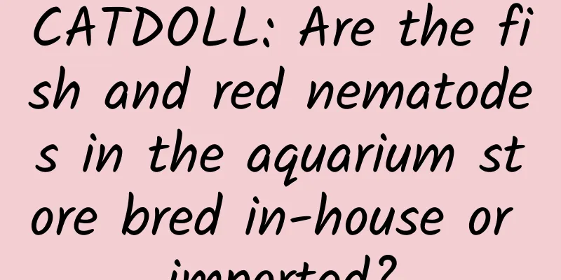 CATDOLL: Are the fish and red nematodes in the aquarium store bred in-house or imported?