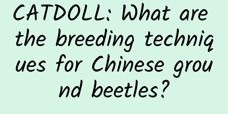 CATDOLL: What are the breeding techniques for Chinese ground beetles?