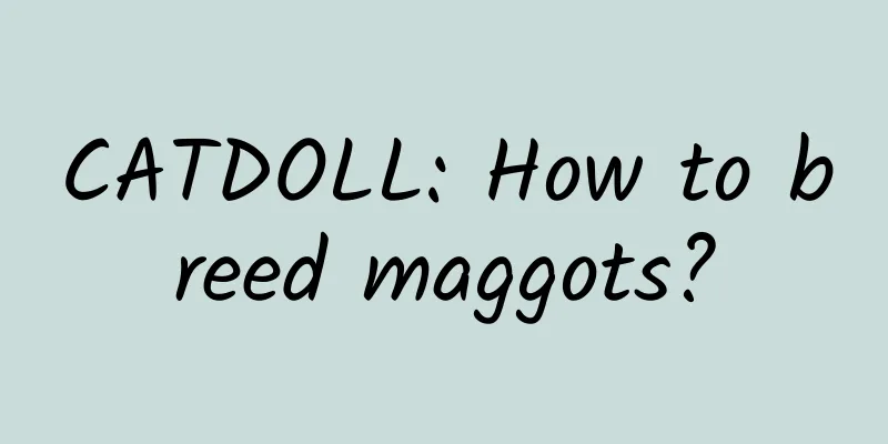 CATDOLL: How to breed maggots?