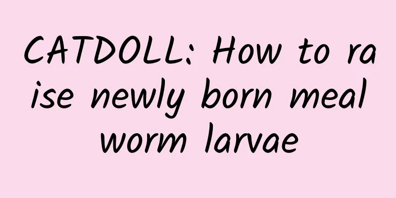 CATDOLL: How to raise newly born mealworm larvae