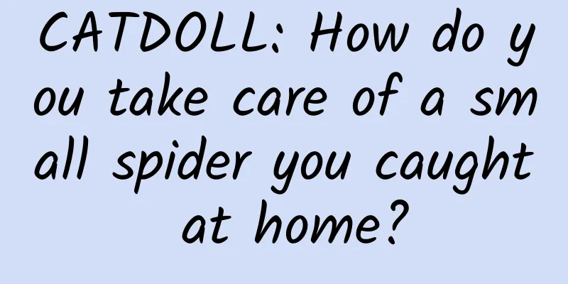 CATDOLL: How do you take care of a small spider you caught at home?