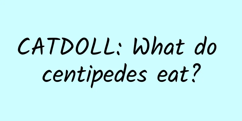 CATDOLL: What do centipedes eat?