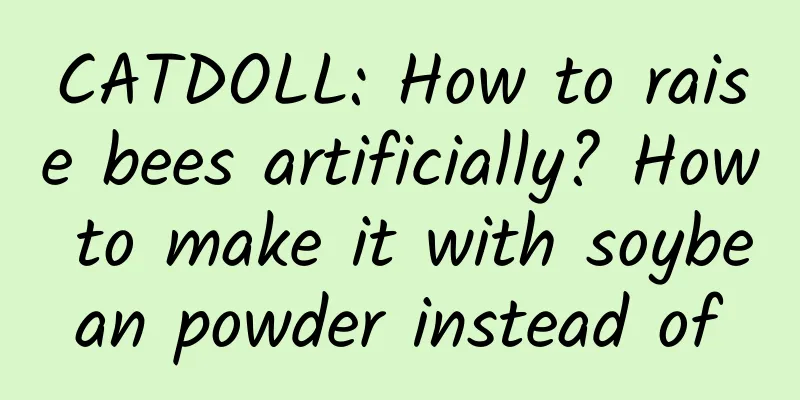 CATDOLL: How to raise bees artificially? How to make it with soybean powder instead of