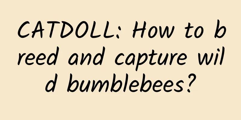 CATDOLL: How to breed and capture wild bumblebees?