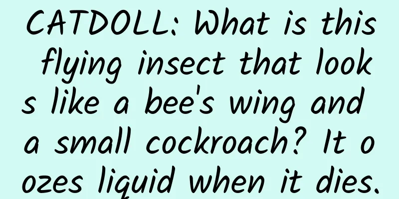 CATDOLL: What is this flying insect that looks like a bee's wing and a small cockroach? It oozes liquid when it dies.