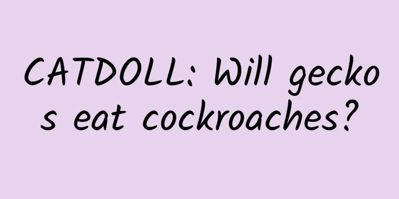 CATDOLL: Will geckos eat cockroaches?