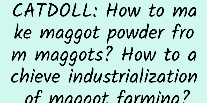 CATDOLL: How to make maggot powder from maggots? How to achieve industrialization of maggot farming?