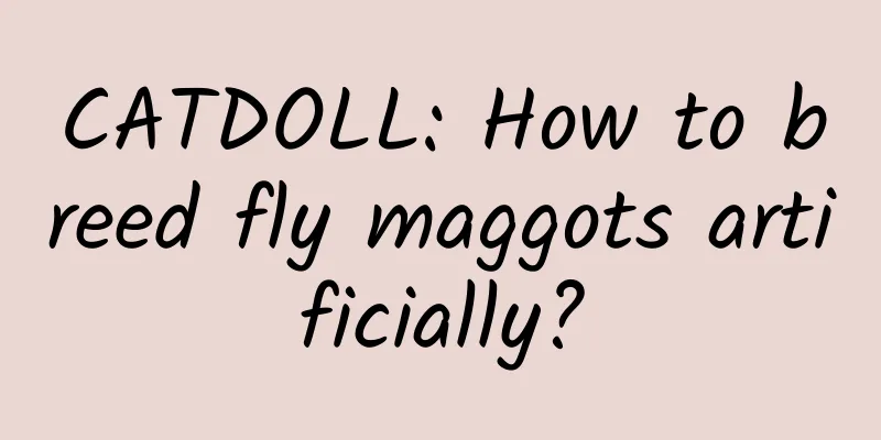 CATDOLL: How to breed fly maggots artificially?