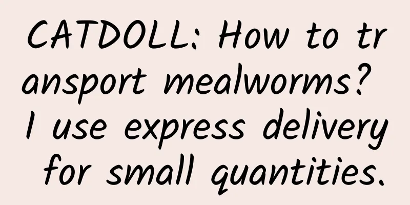 CATDOLL: How to transport mealworms? I use express delivery for small quantities.