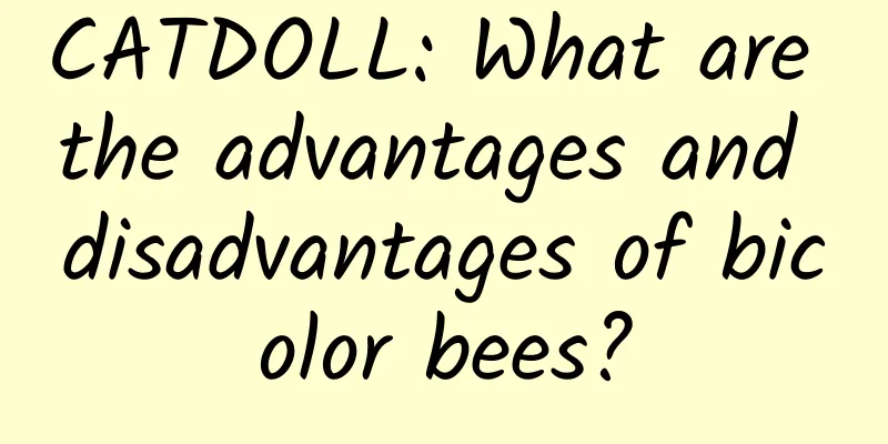 CATDOLL: What are the advantages and disadvantages of bicolor bees?