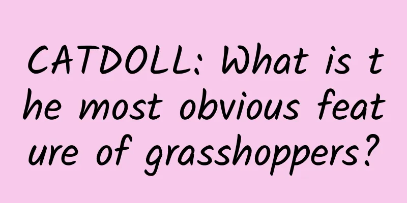 CATDOLL: What is the most obvious feature of grasshoppers?