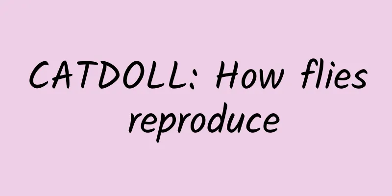 CATDOLL: How flies reproduce