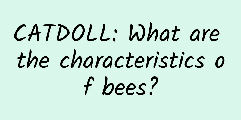 CATDOLL: What are the characteristics of bees?