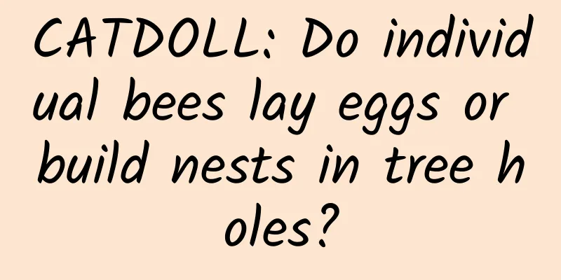 CATDOLL: Do individual bees lay eggs or build nests in tree holes?