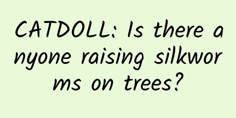 CATDOLL: Is there anyone raising silkworms on trees?